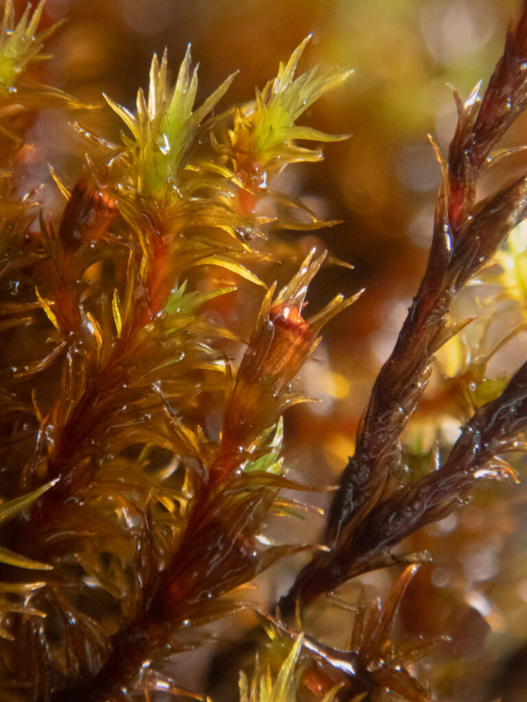 Moss (Schistidium sp)