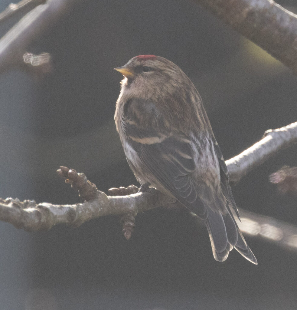 Redpoll