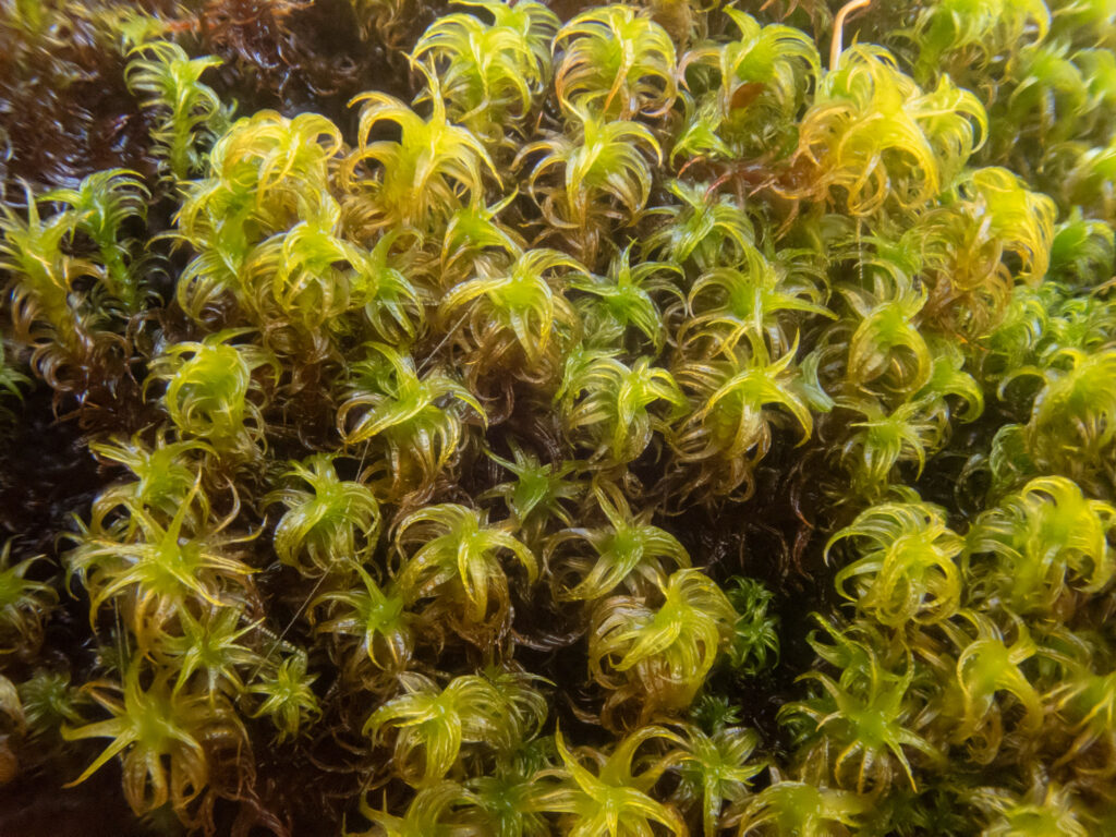 Moss (Tortella tortuosa)