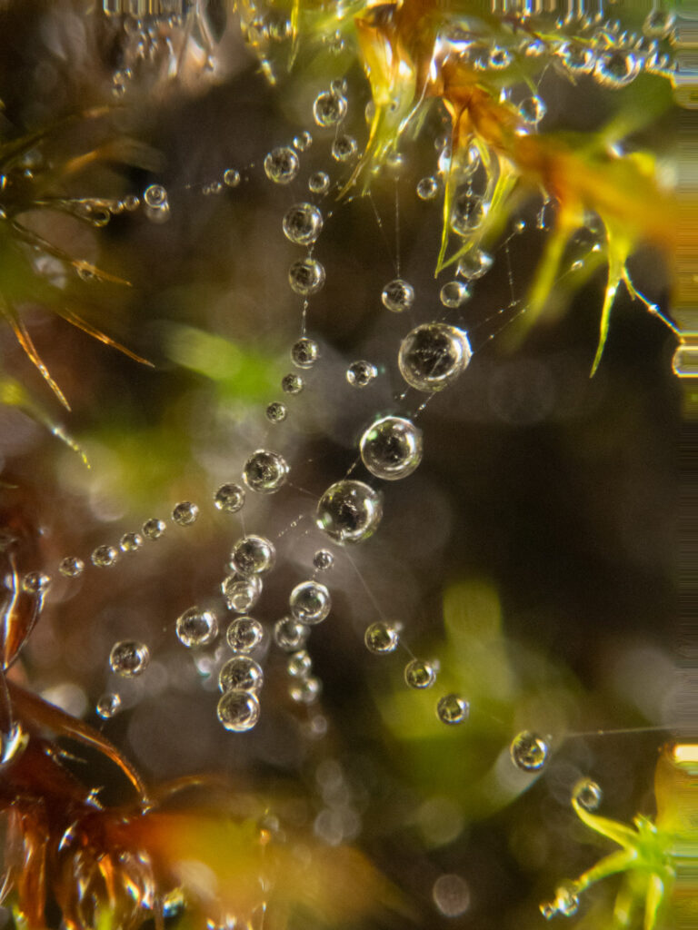 Dew Drops on Spiderweb