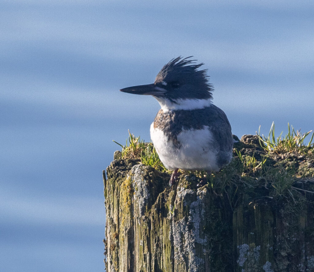 Belted Kingfisher