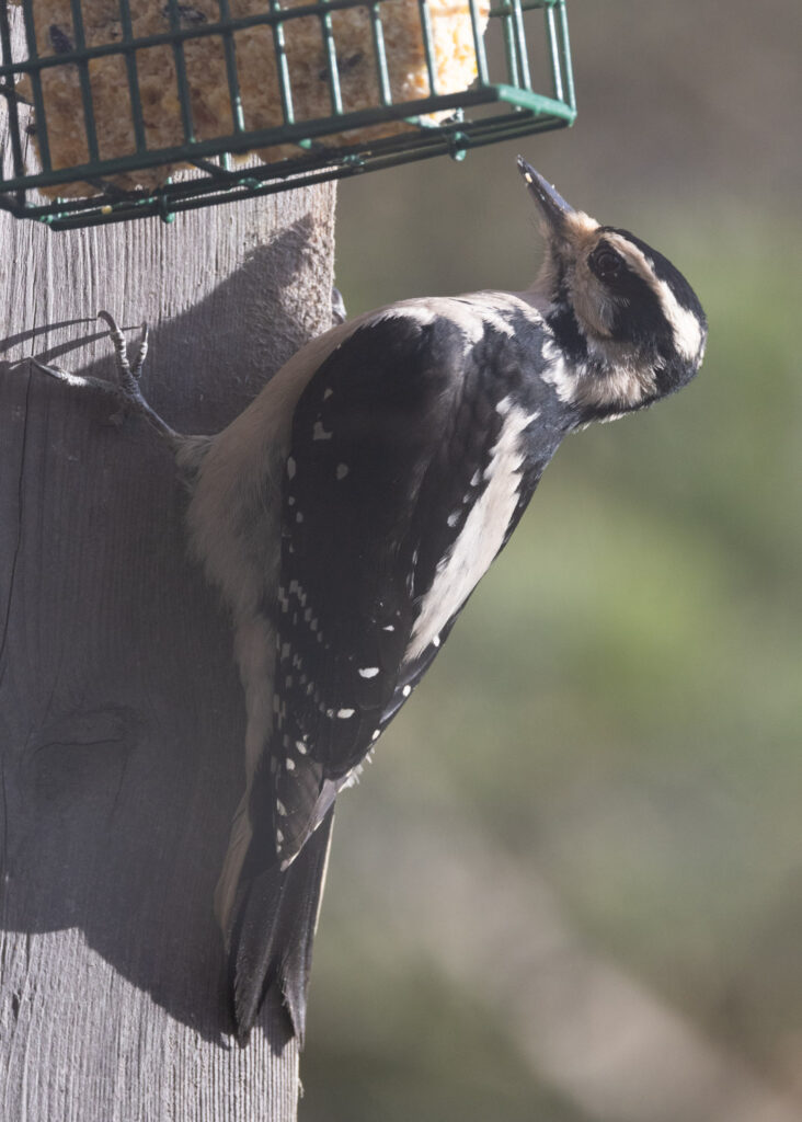 Hairy Woodpecker