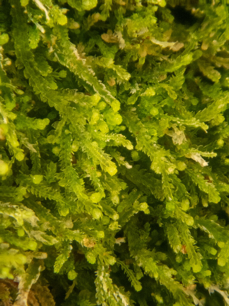 Liverwort (<em>Fuscocephaloziopsis lunulifolia</em>)