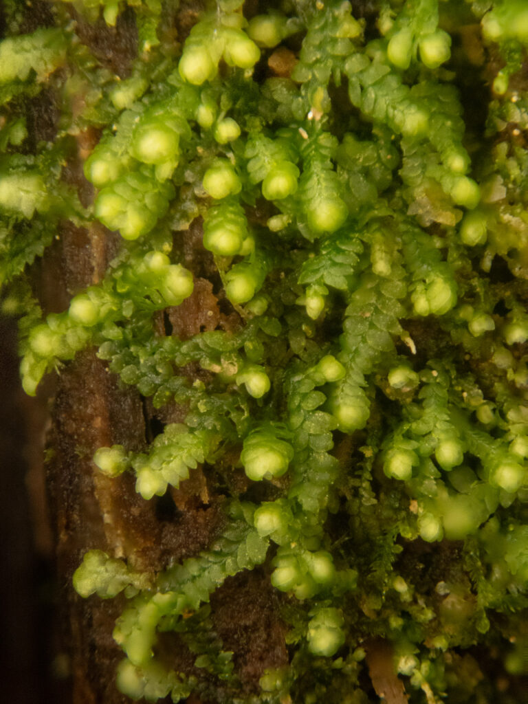 Liverwort (<em>Bazzania</em>)