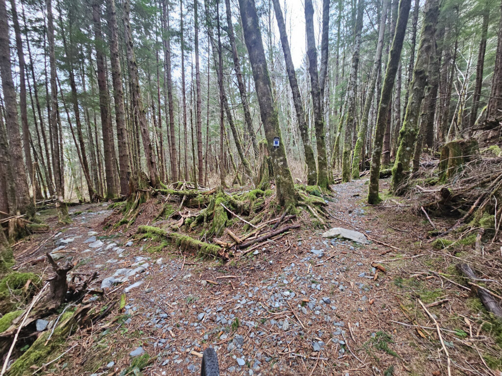 Fork in the trail