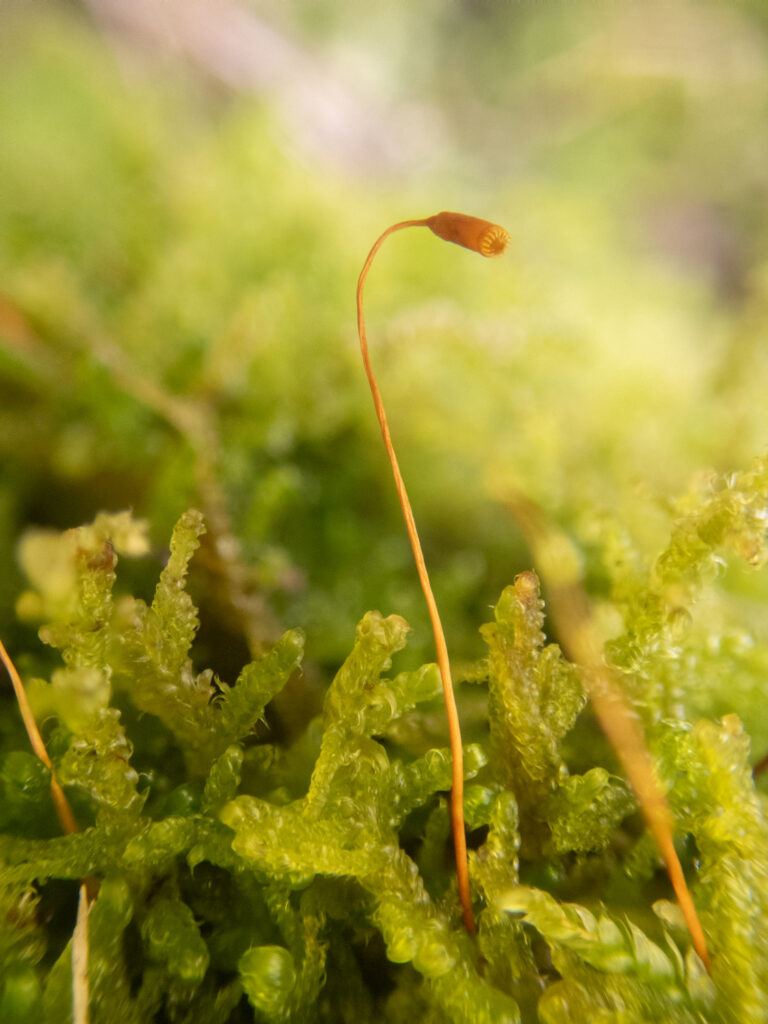 Moss (Hypnum?)