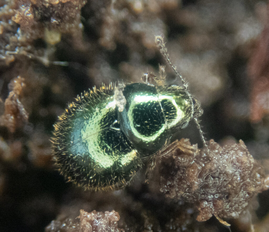 Pill Beetle (Lioon simplicipes)