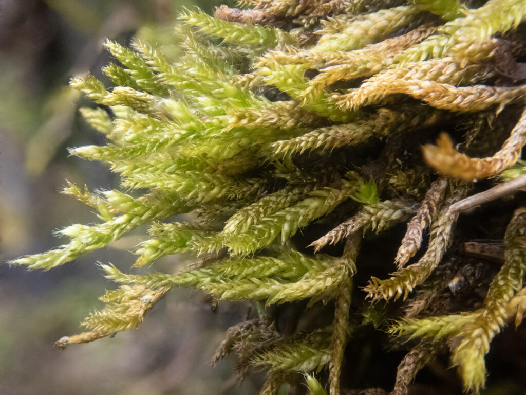 Moss (Brachythecium cirrosum