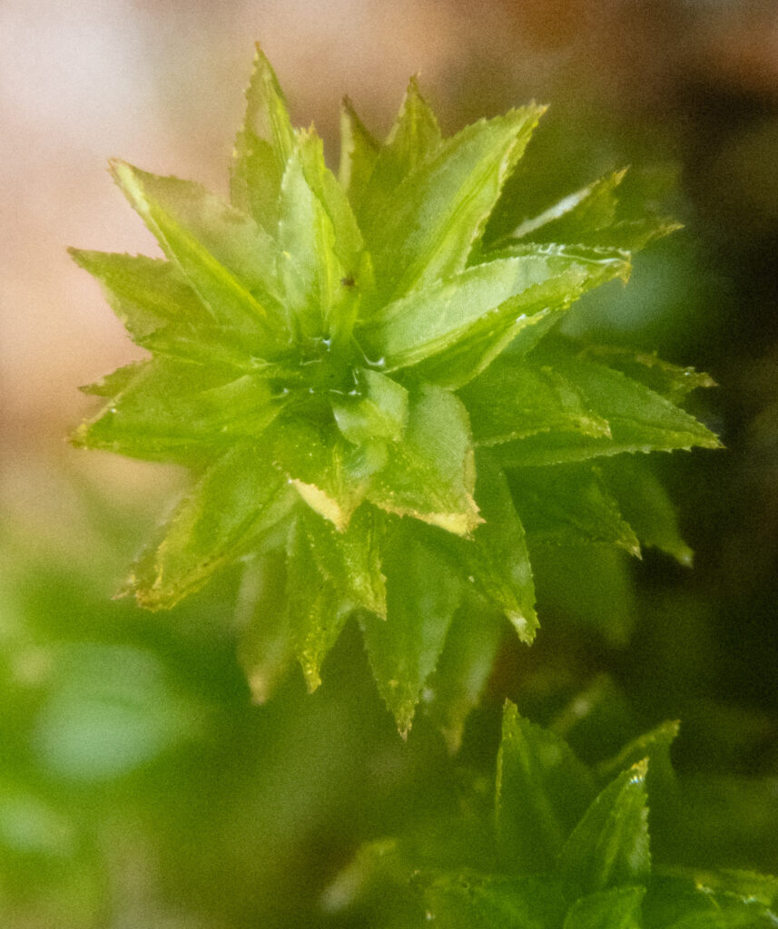 Oligotrichum parallelum