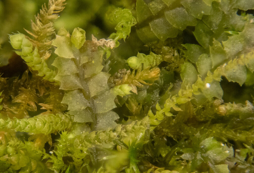 Liverwort and Moss