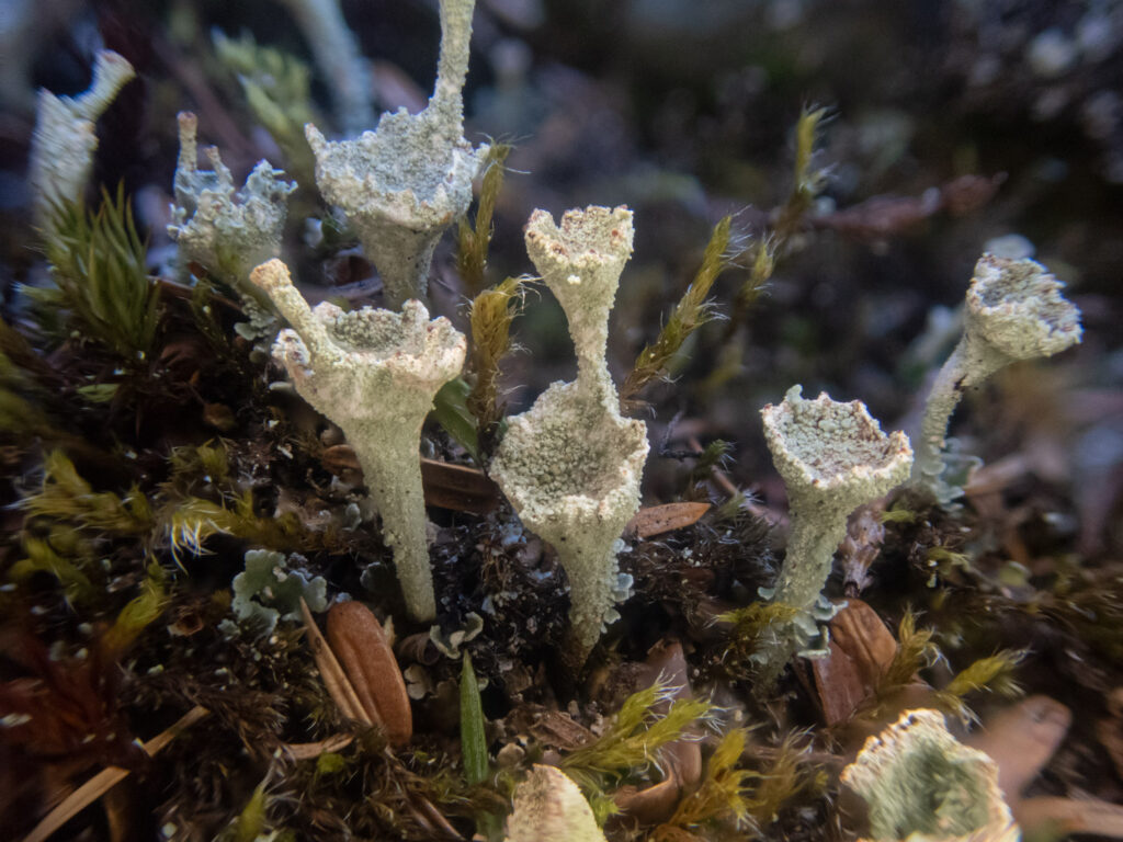 Lichen (Cladonia_