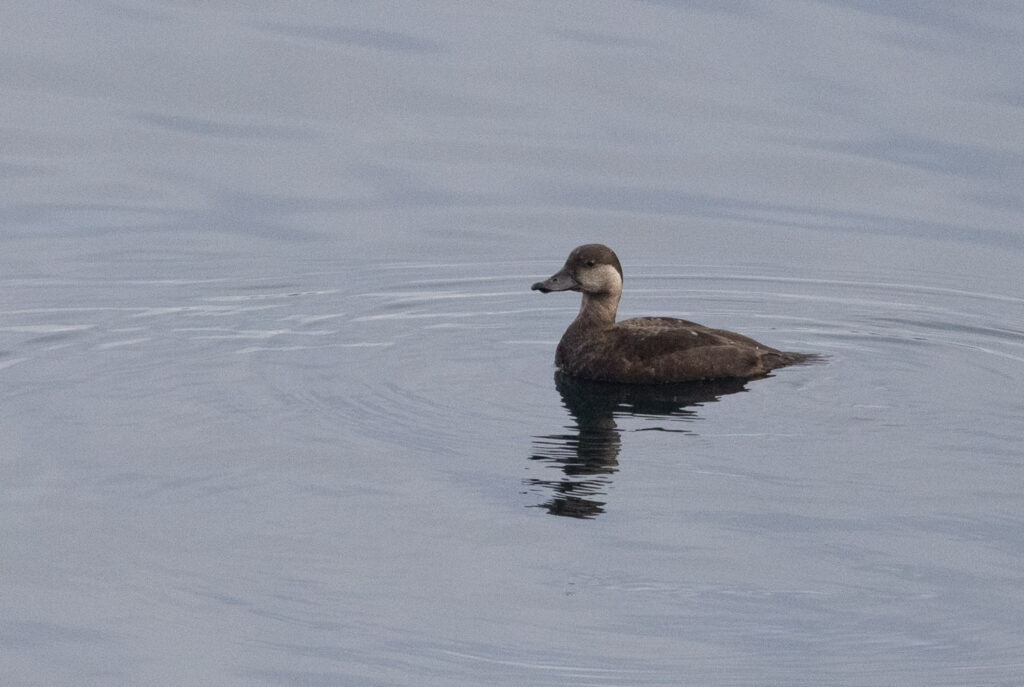 Black Scoter