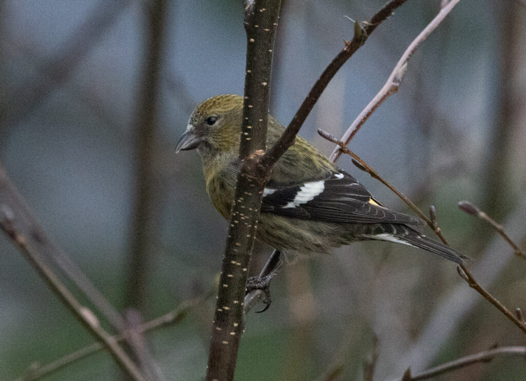 White-winged Crossbill