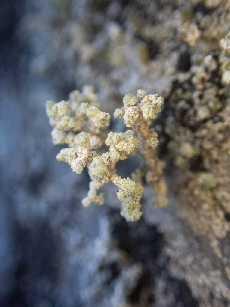 Lichen (<em>Stereocaulon coniophyllum</em>)