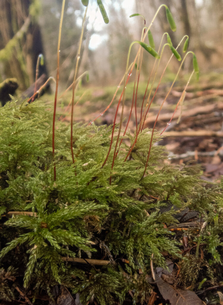 Leucolepis acanthoneura