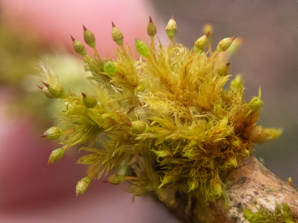 Orthotrichum pulchellum