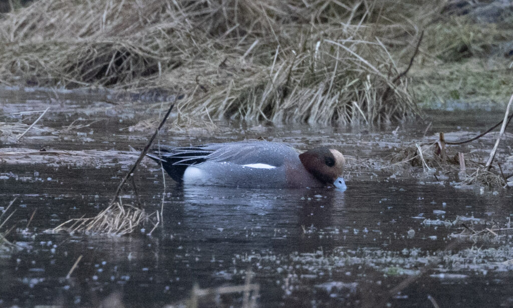 Wigeon