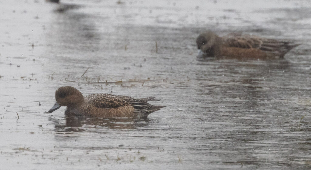 Wigeons