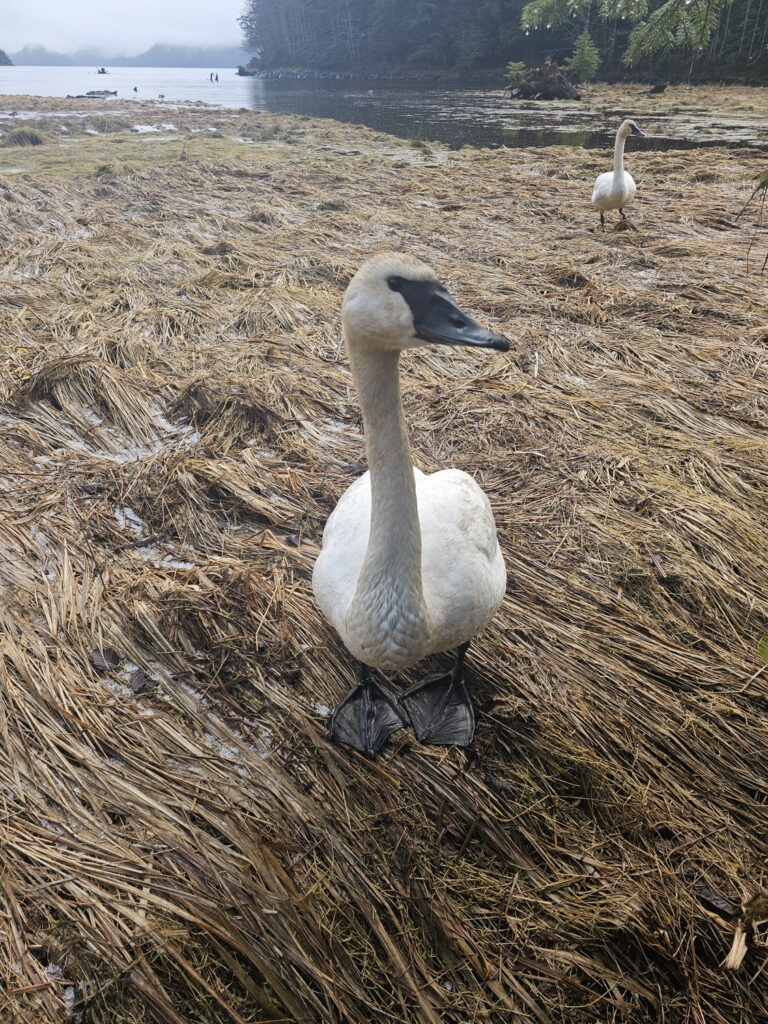 Trumpeter Swan