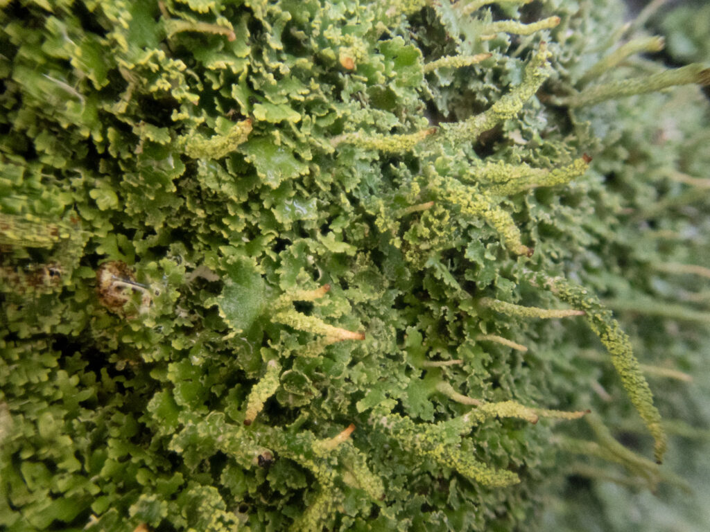 Cladonia coniocraea