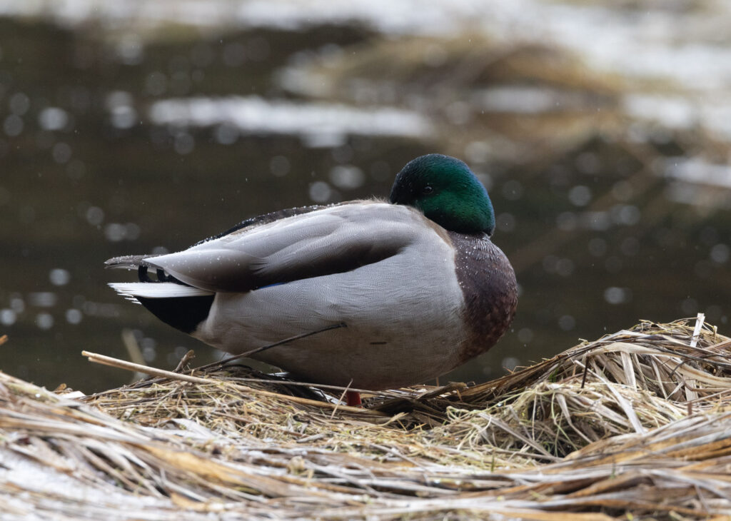 Resting Mallard