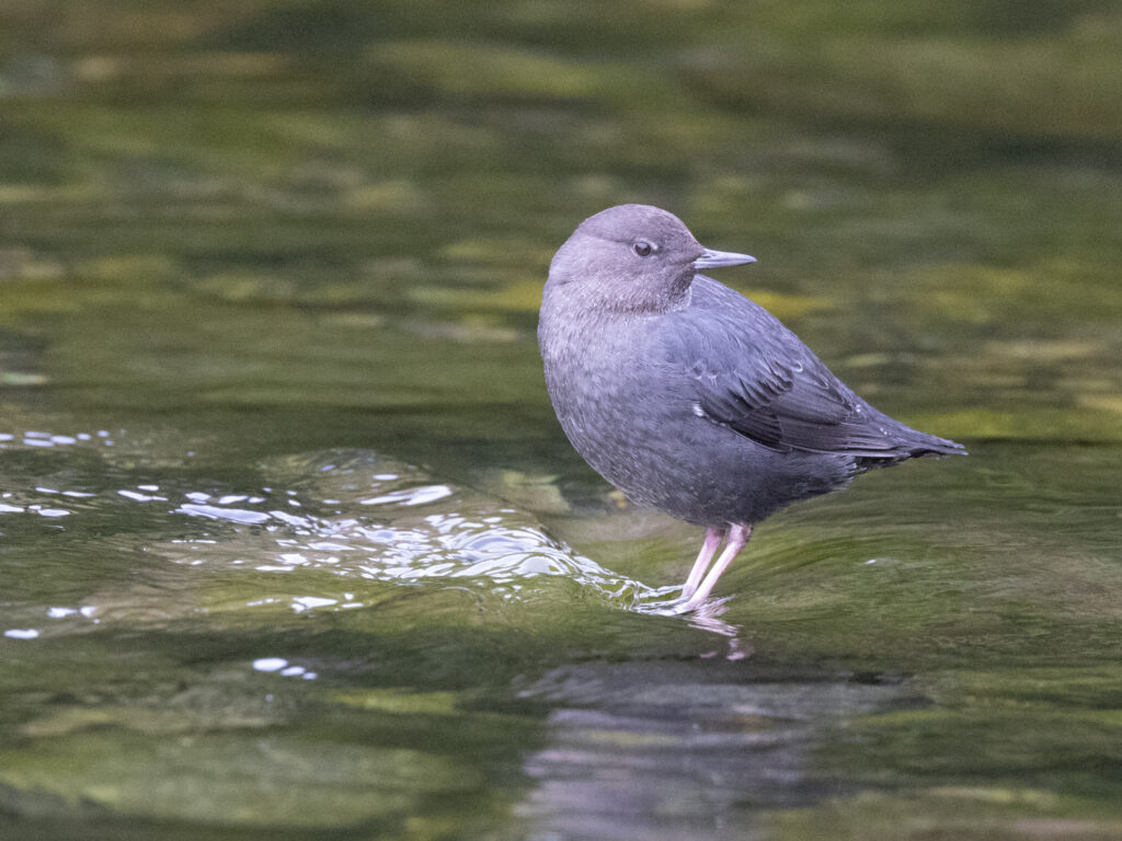 American Dipper