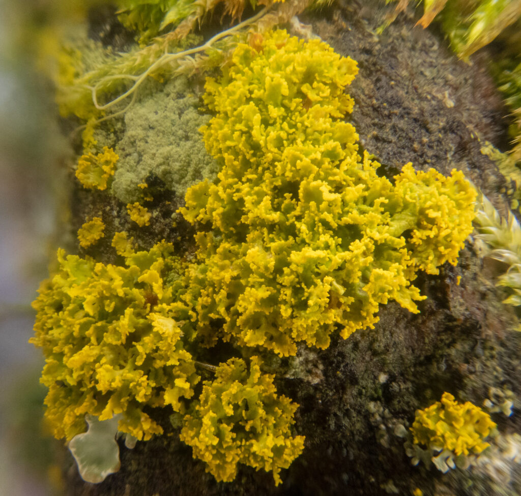 Yellow Lichen