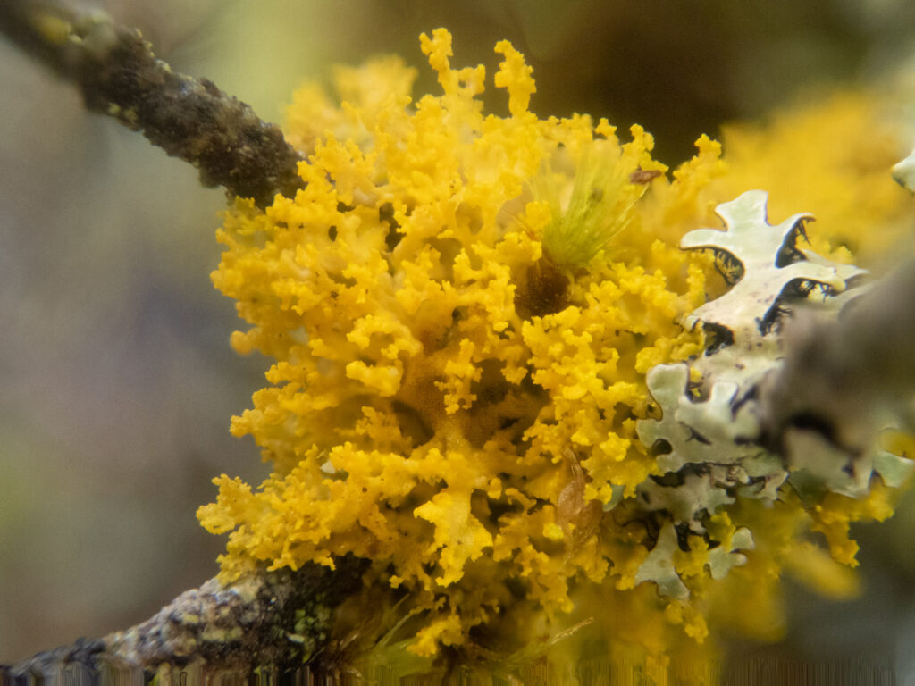 Yellow Lichen