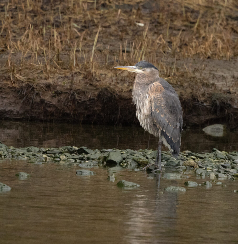 Great Blue Heron