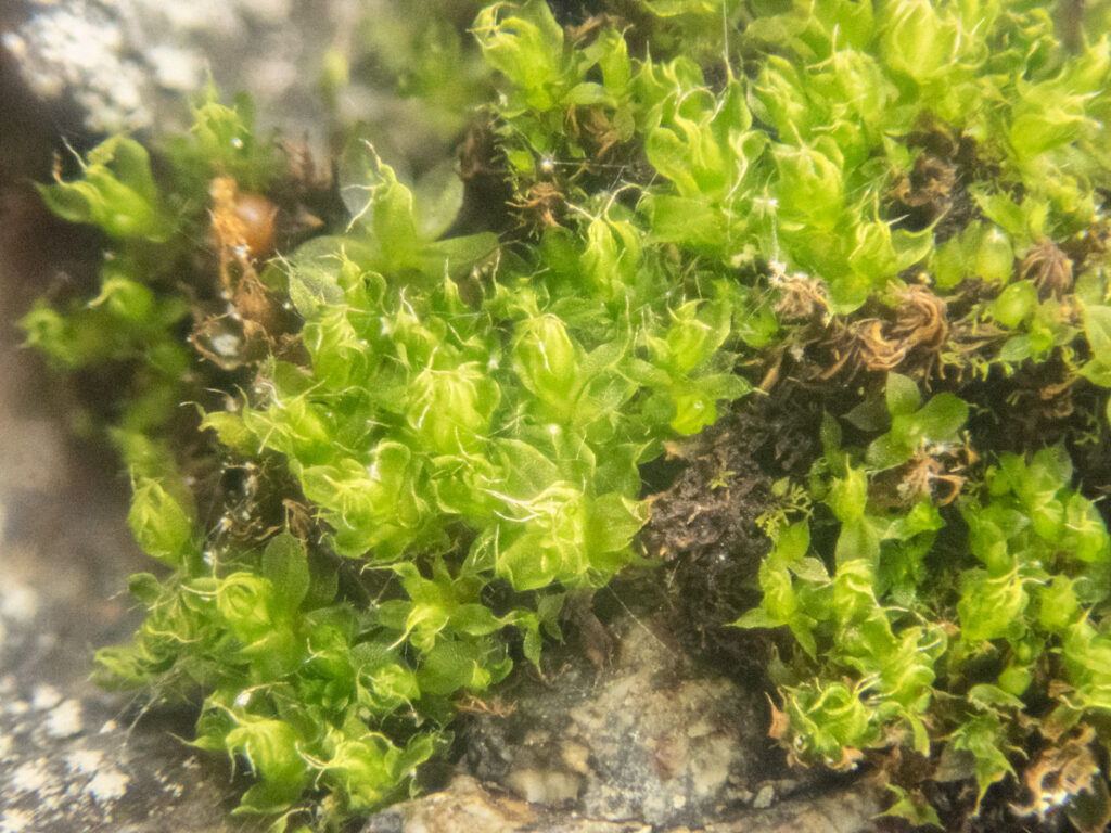 Moss (Bryaceae)