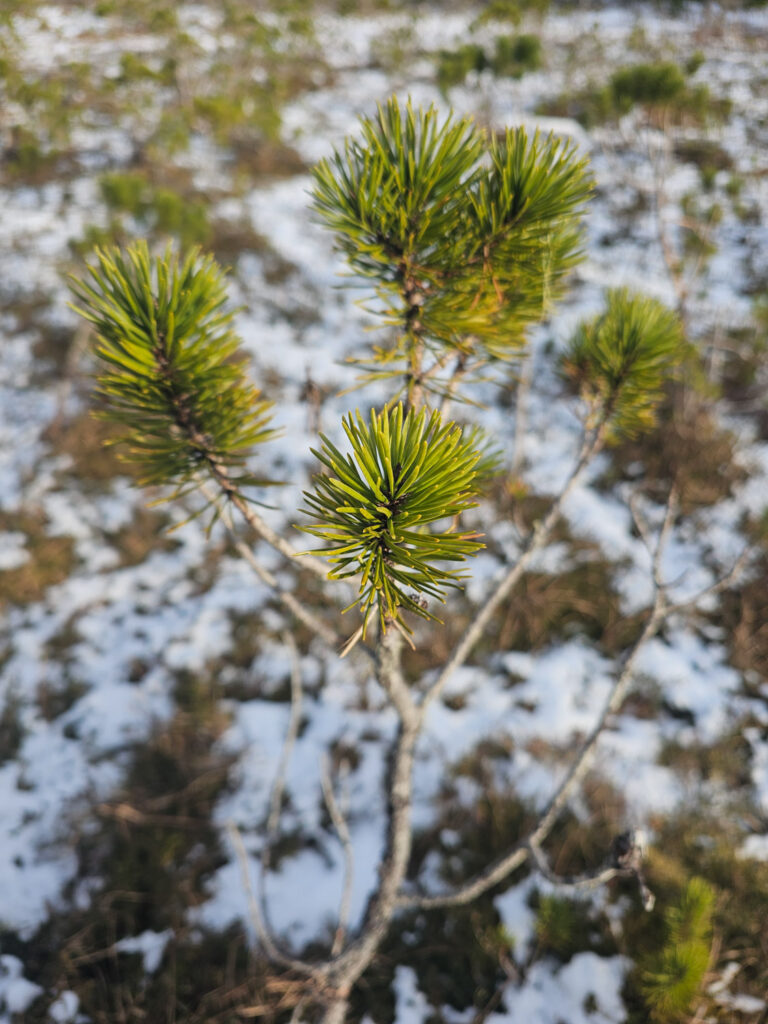 Shore Pine