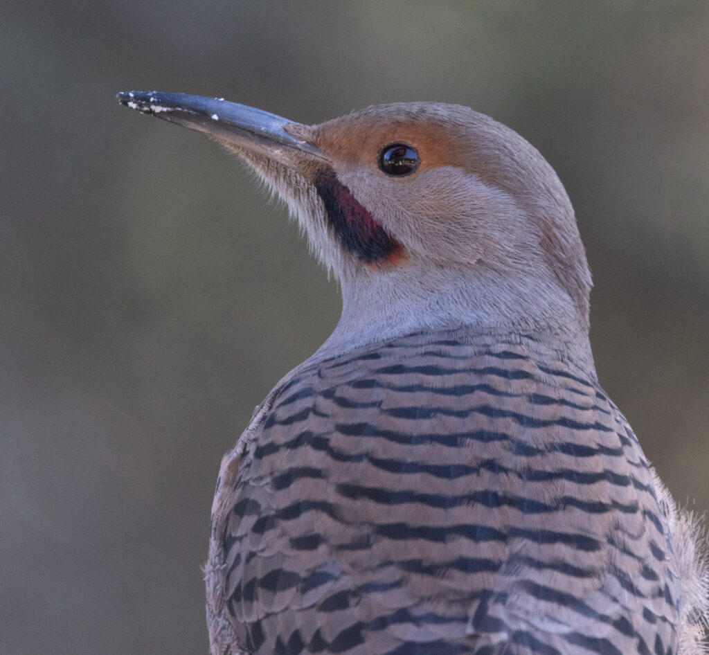 Northern Flicker Portrait