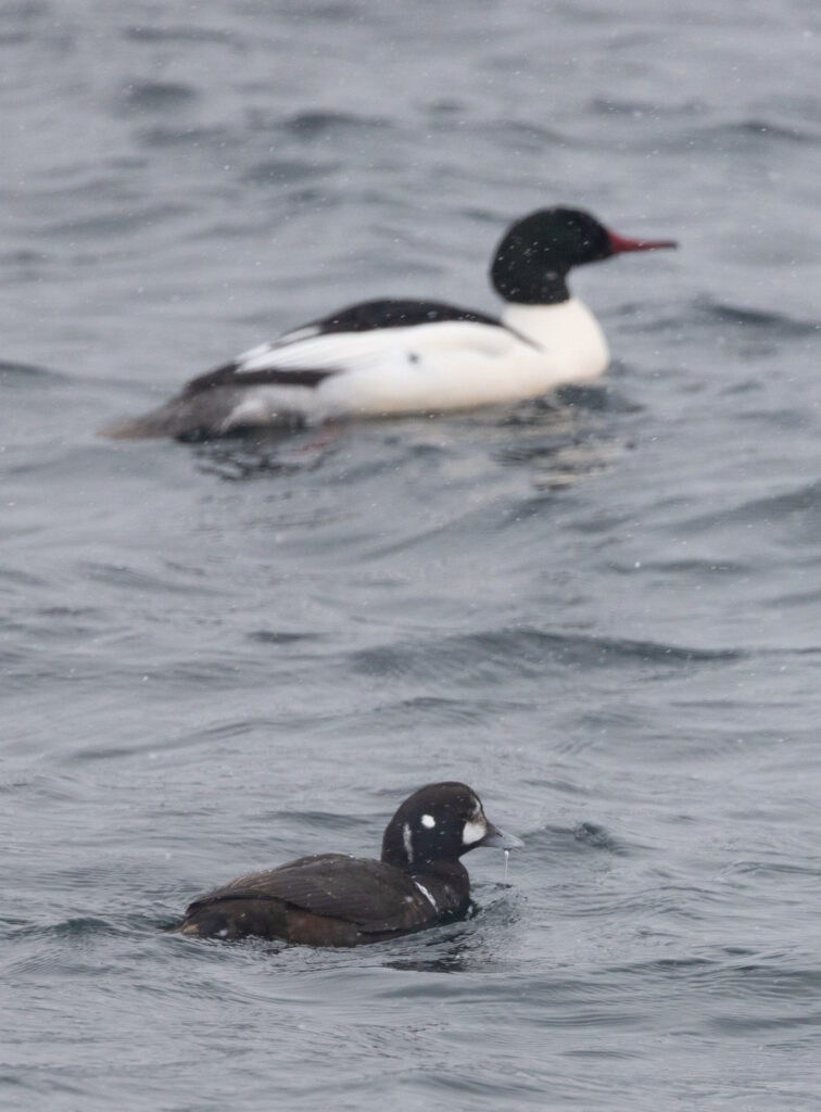 Harlequin Duck and Common Merganser