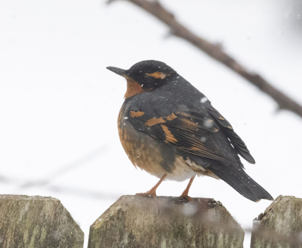 Varied Thrush