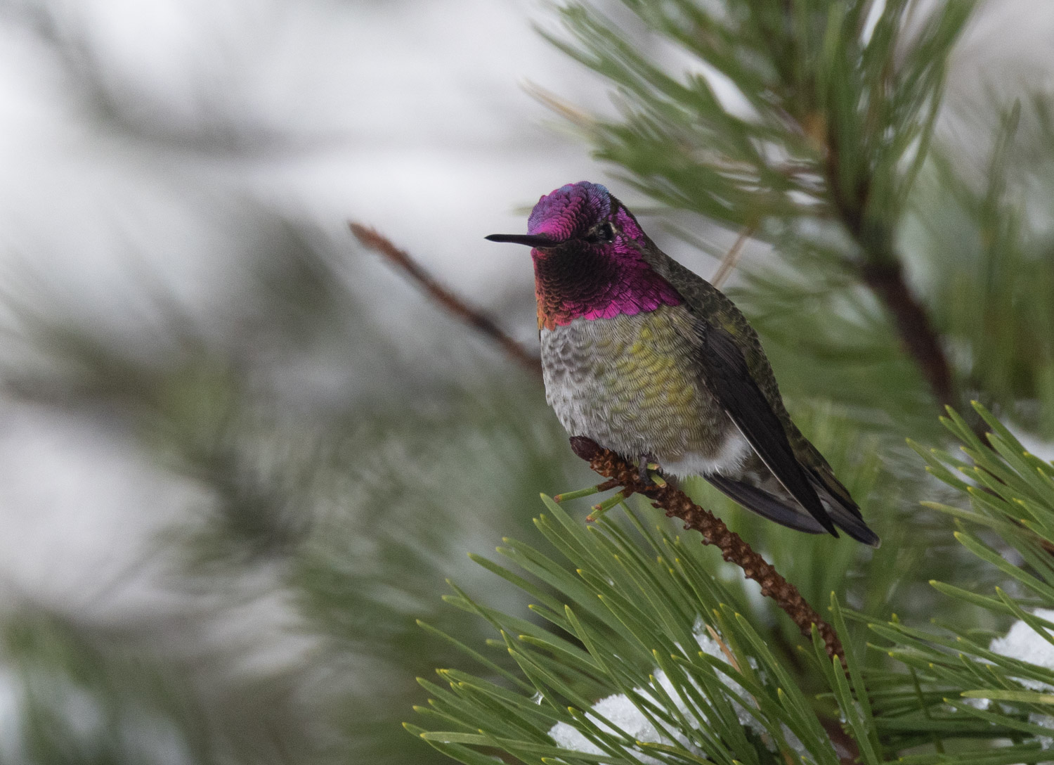 Anna's Hummingbird