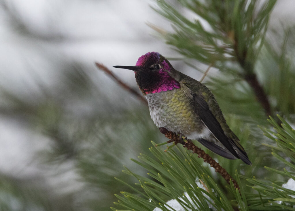 Anna's Hummingbird