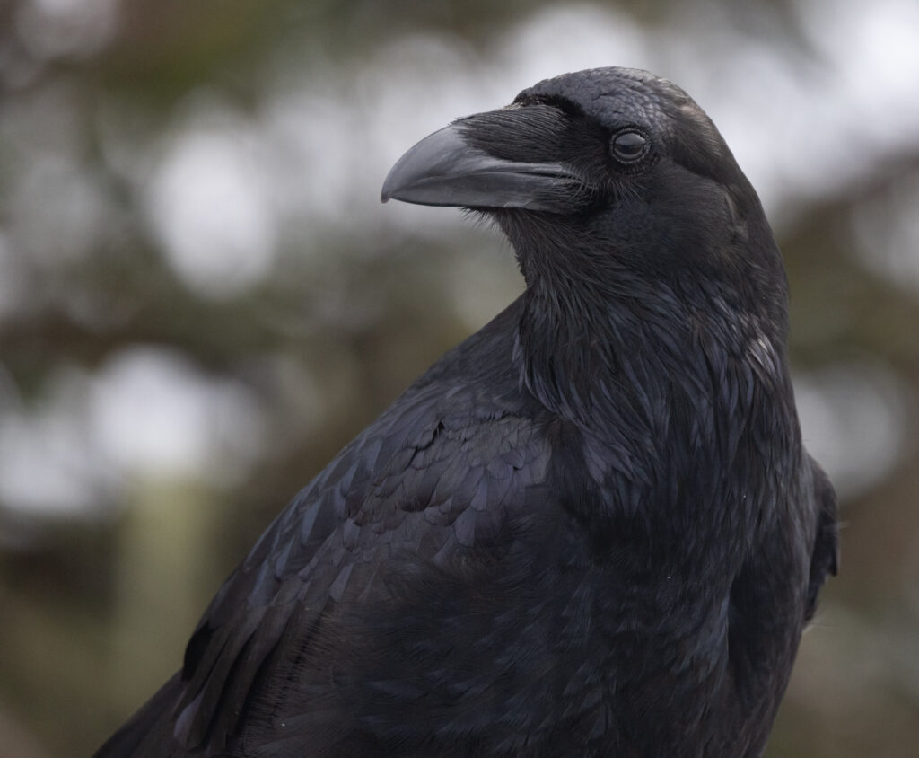 Raven Portrait