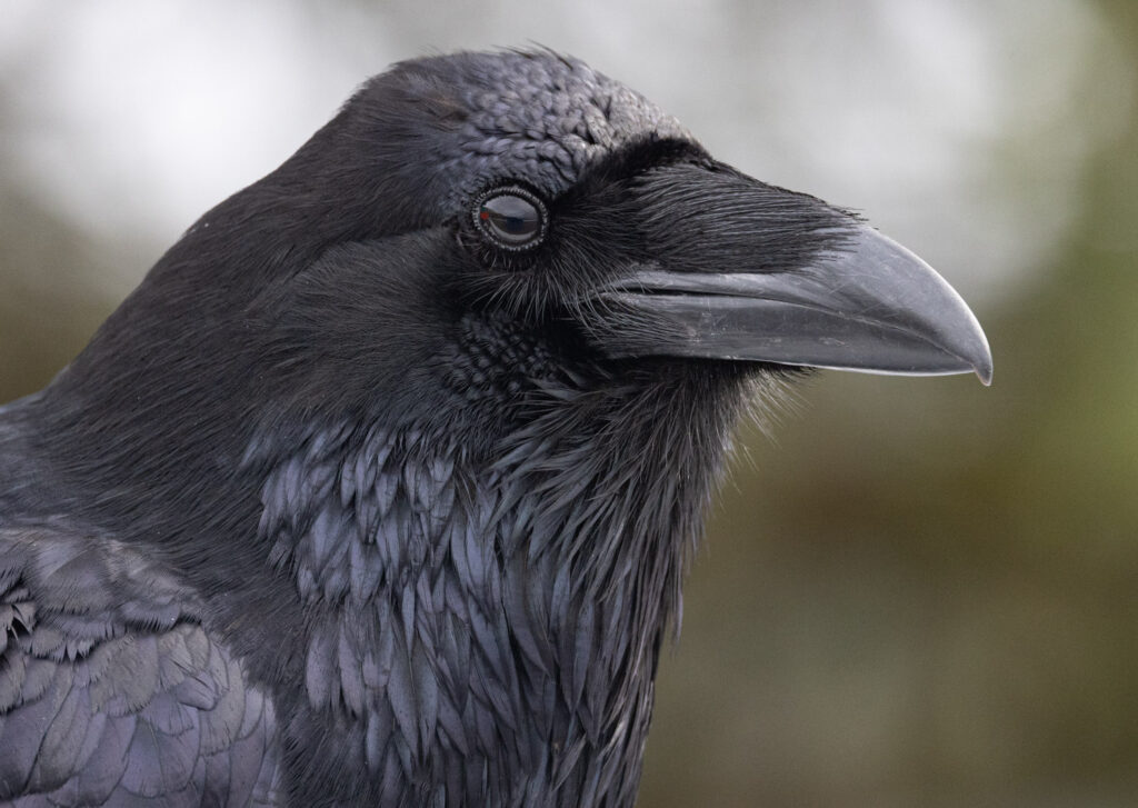 Raven Portrait