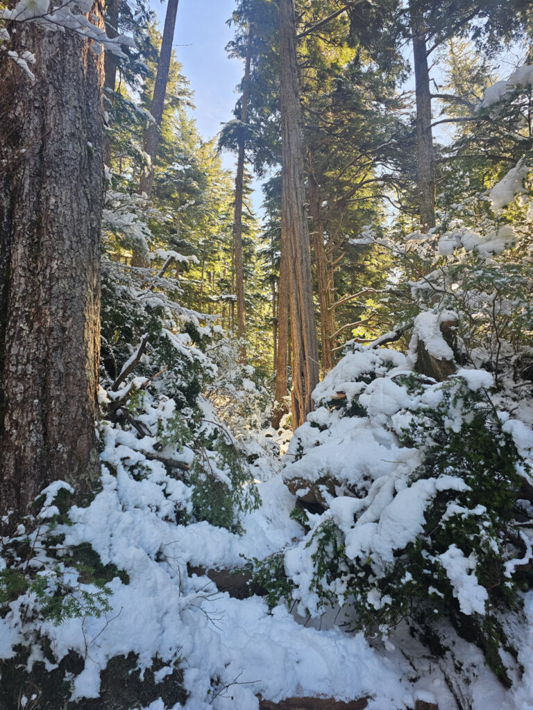 Sun and Snow in the Forest