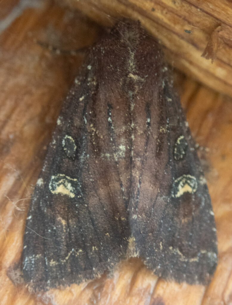 Thoughtful Apamea (Apamea cogitata