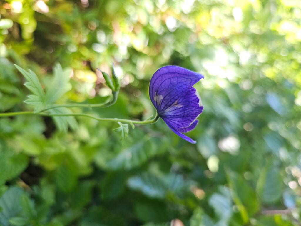 Monkshood Flower (Aconitum delphiniifolium)