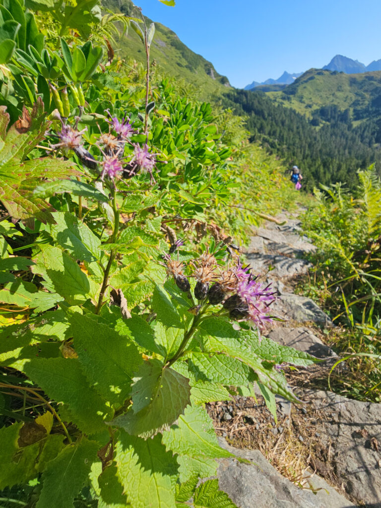 American Saw-wort (Saussurea americana)