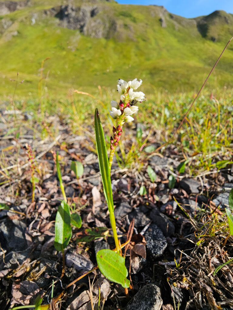 Alpine Bistort (Bistorta vivipara)