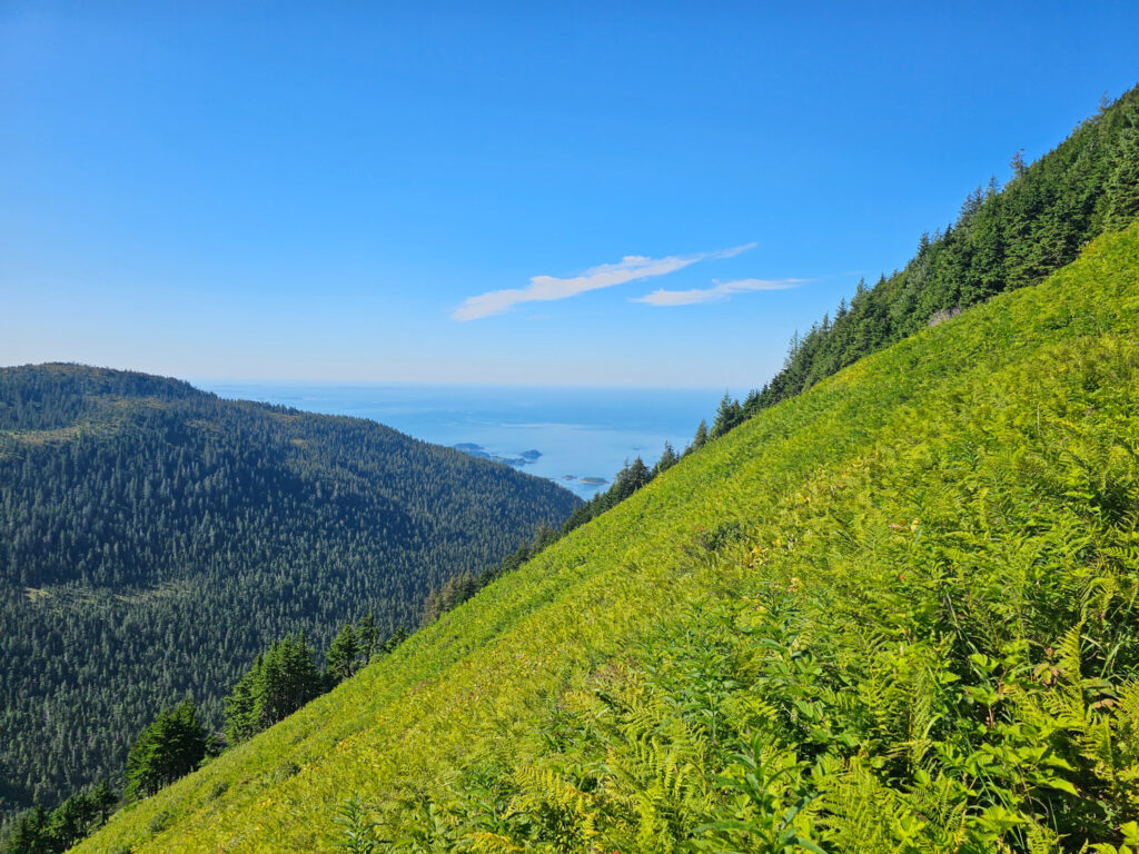 Slope Meadow on Harbor Mountain