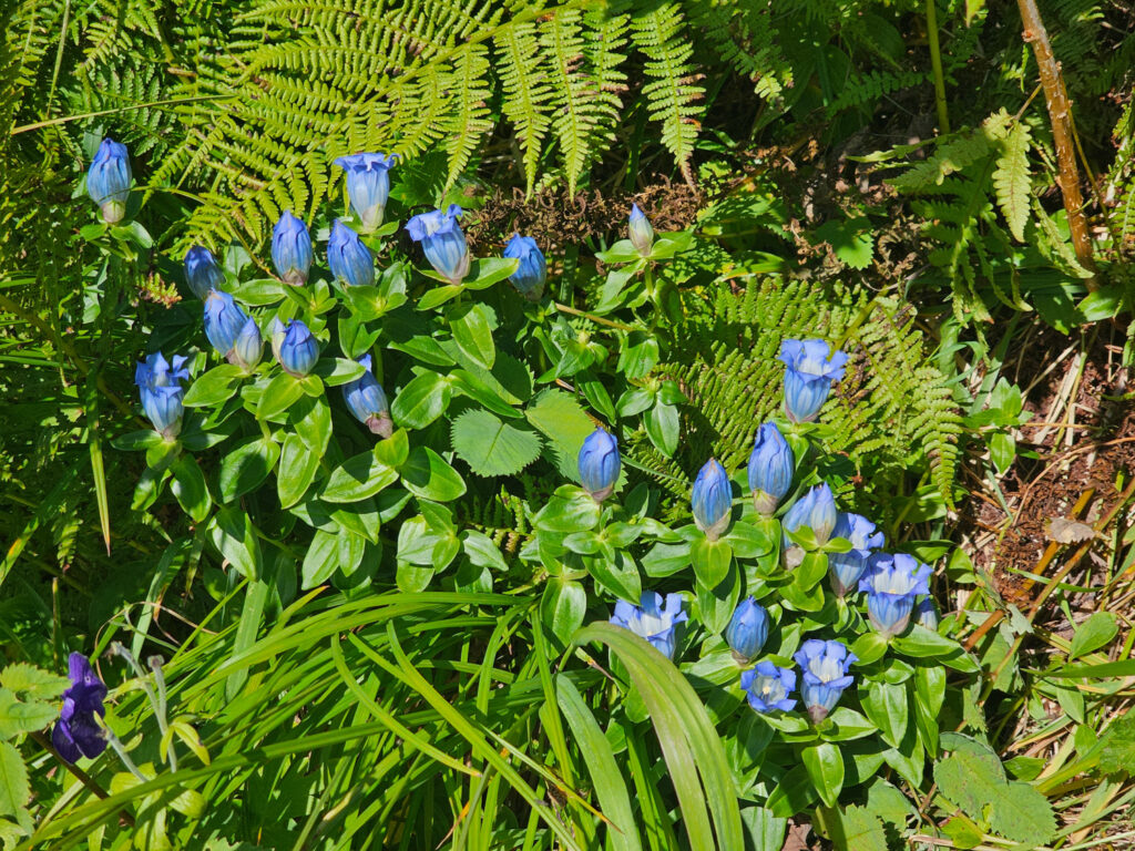 Broad-petalled Gentian (<em>Gentiana platypetala</em>)