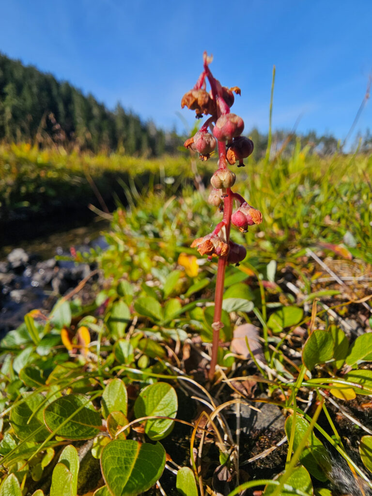 Lesser Wintergreen (Pyrola minor)