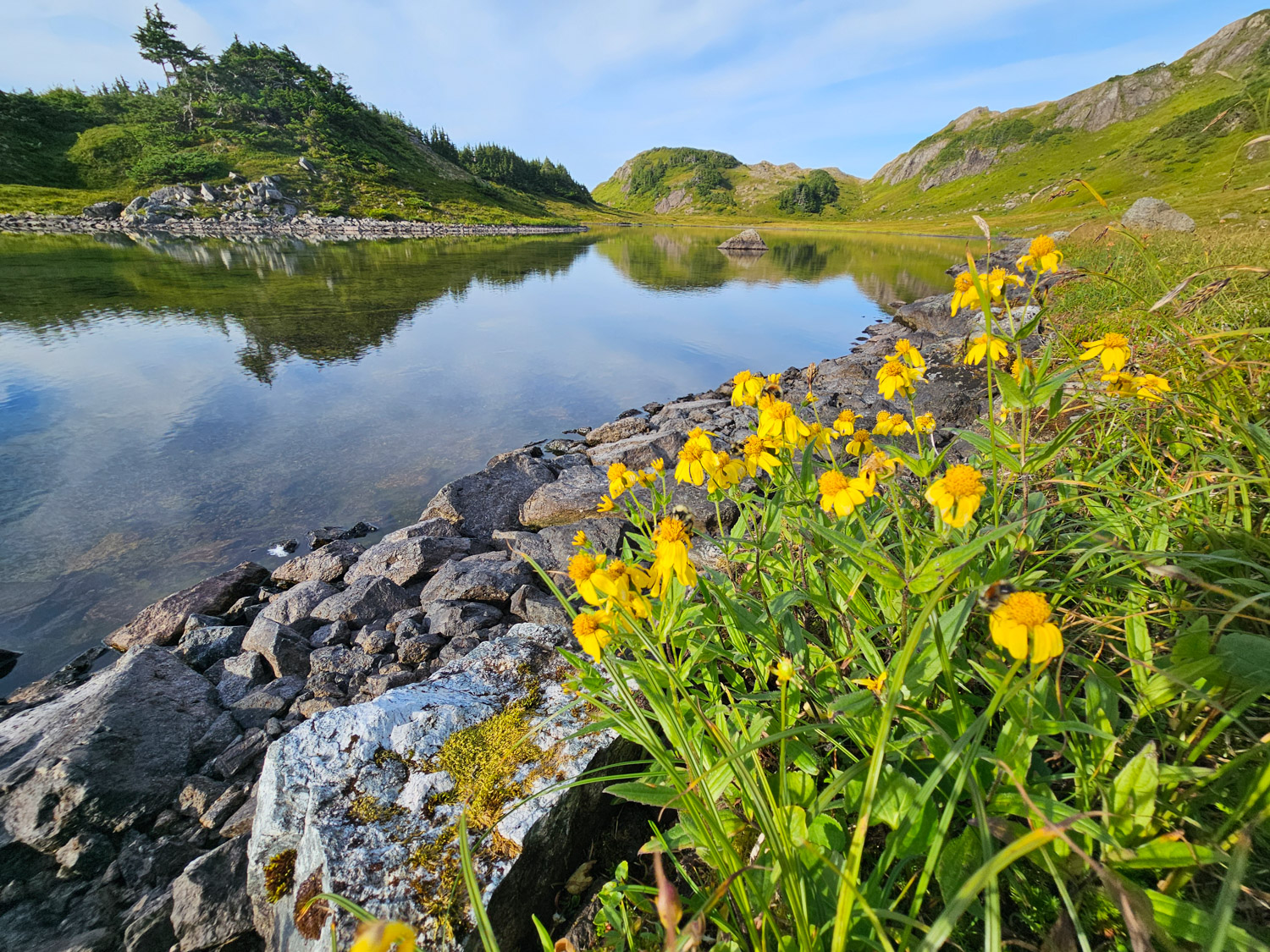 Shoreline Arnica