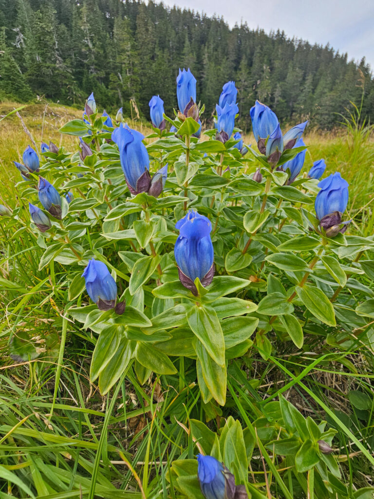 Broad-petalled Gentian (Gentiana platypetala)