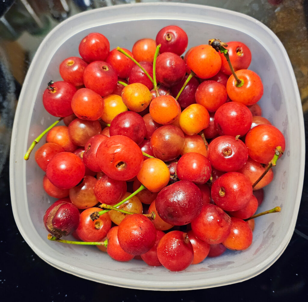 Pie Cherries