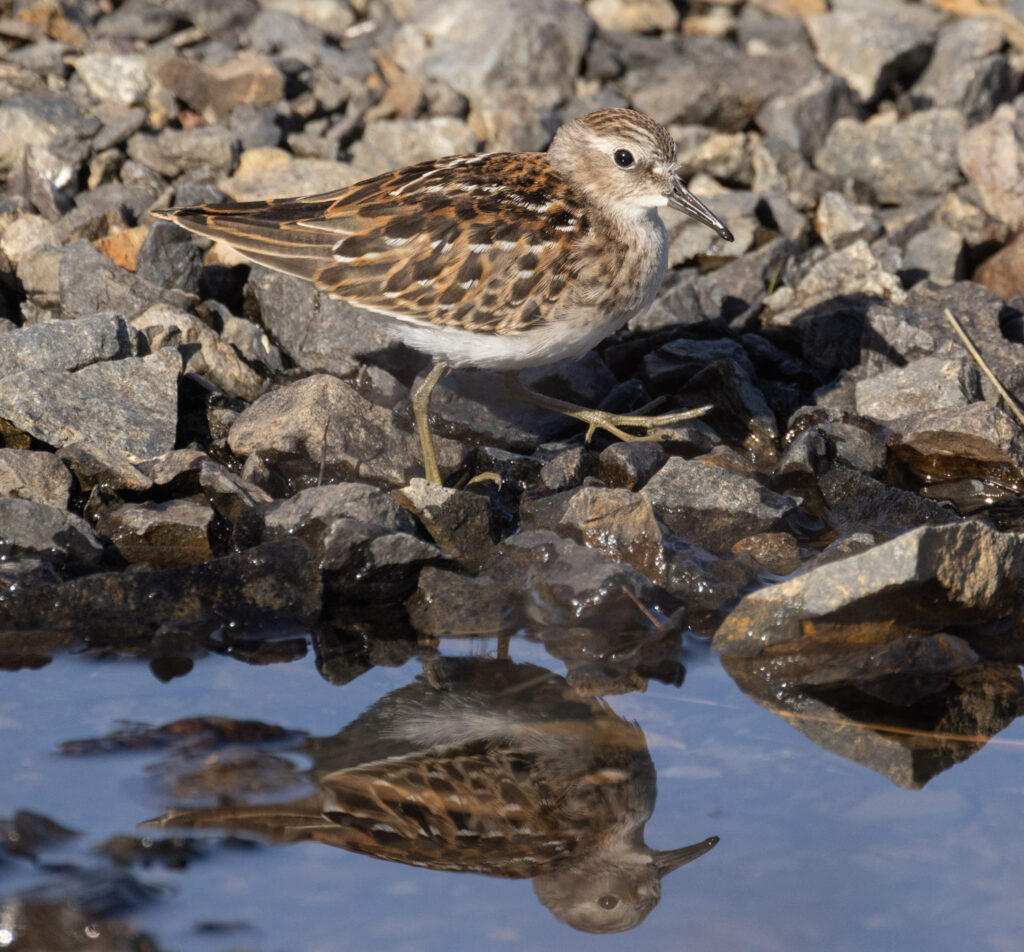 Least Sandpiper Reflected